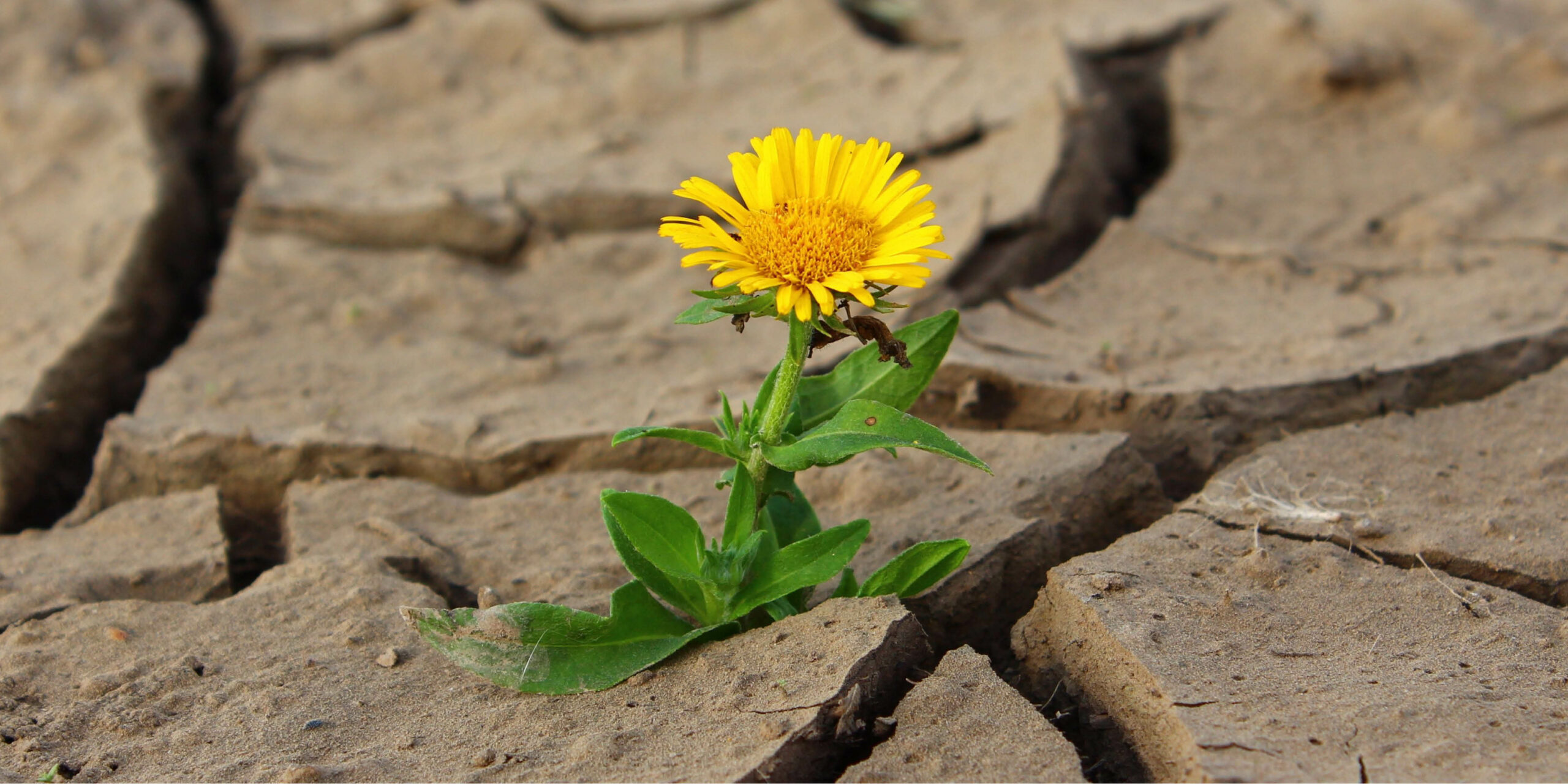 Lessons in Resilience: Tom Potter, Damien Boehm, and the Power of Pivoting