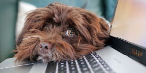 The Rise of the Pet-Friendly Workplace